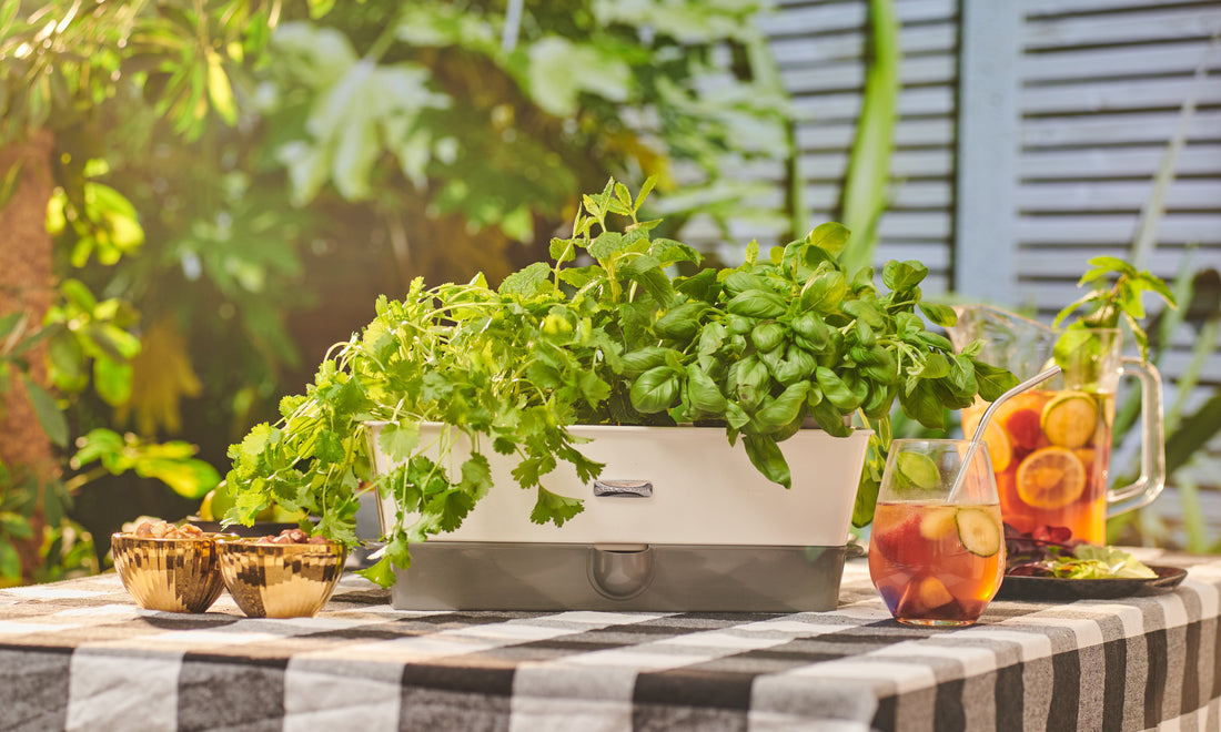 How To Grow Your Herbs During The Summer Months