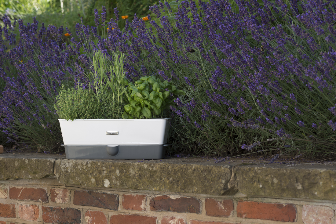 How to chop and slice herbs (without bruising!) Cole & Mason UK