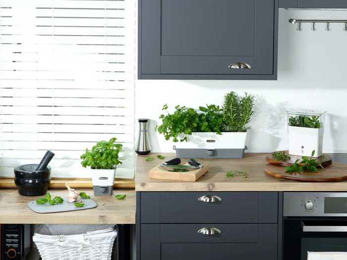 A guide to keeping potted herbs