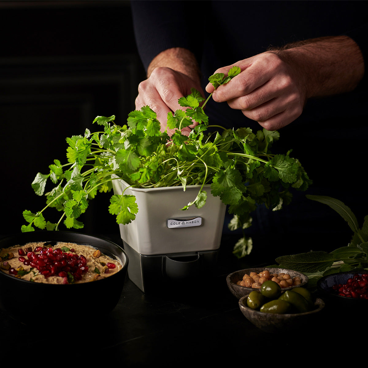 A person picks fresh cilantro leaves from a potted plant, with bowls of hummus topped with pomegranate seeds, green olives, and chickpeas on a dark table nearby.