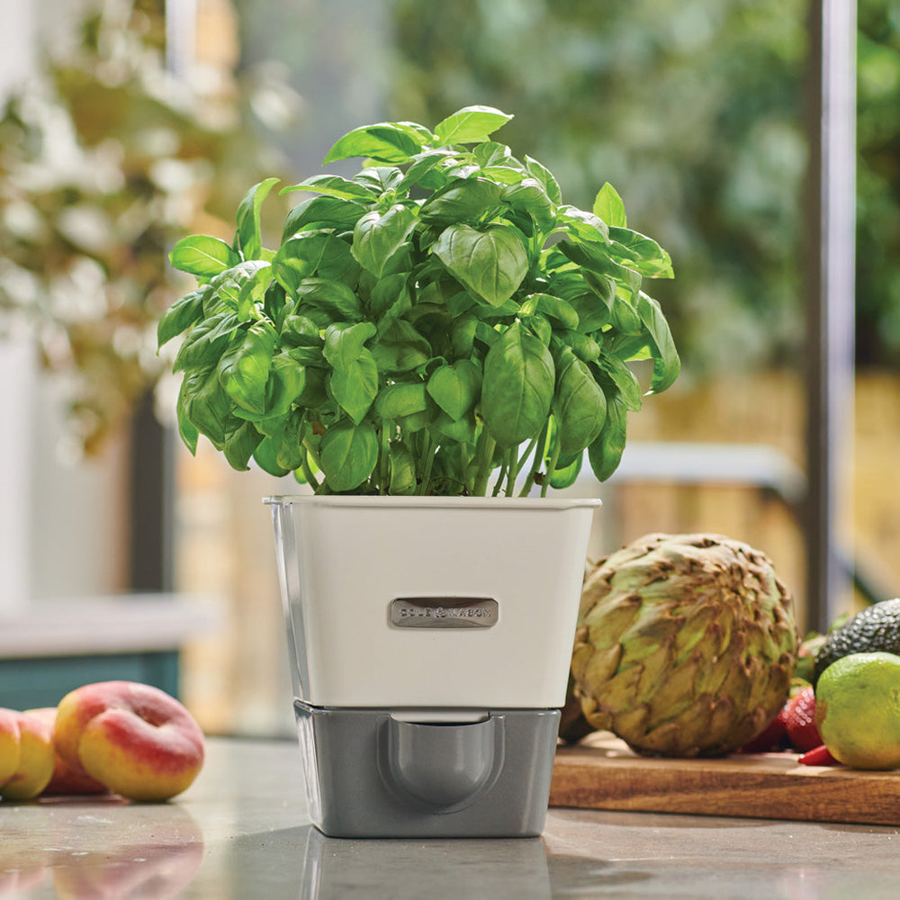 A lush basil plant grows in a modern white and gray self-watering pot on a kitchen counter, with fresh fruits and vegetables, including an artichoke and peaches, visible in the background.
