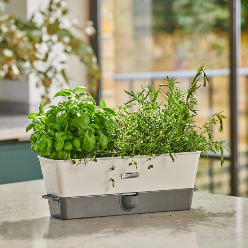 A rectangular white and gray self-watering planter sits on a kitchen countertop, filled with healthy green herbs including basil, thyme, and rosemary, with a blurred window and plants in the background.