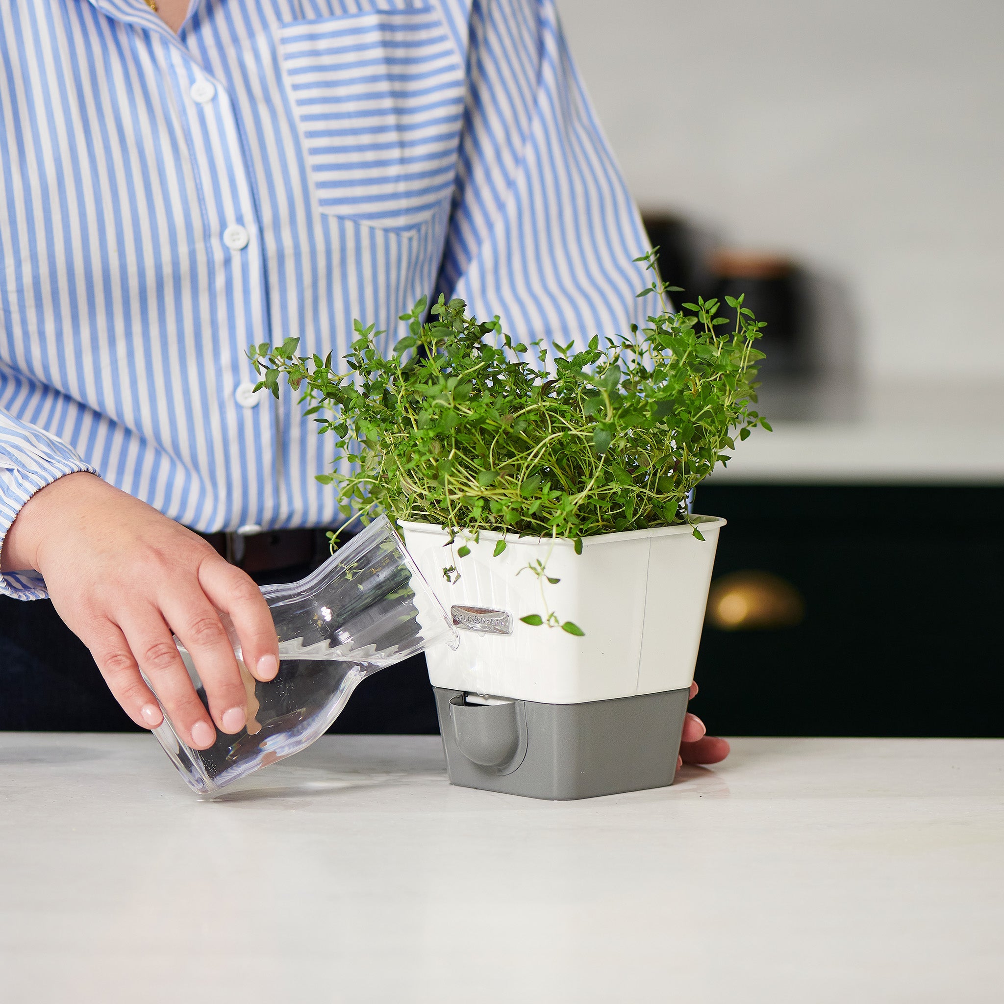 A person in a blue and white striped shirt waters herbs growing in the Cole & Mason Single Herb Keeper & Refills Bundle on a light countertop.